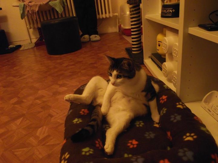 Stériliser un chat gratuitement